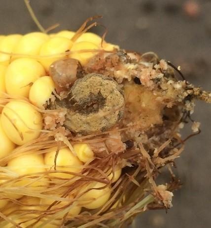 Scouting and Treatment Recommendations for Western Bean Cutworm
